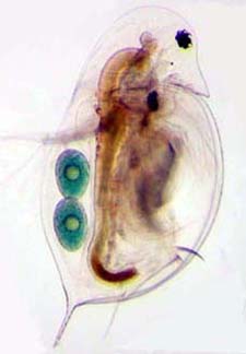 Daphnia hyalina
